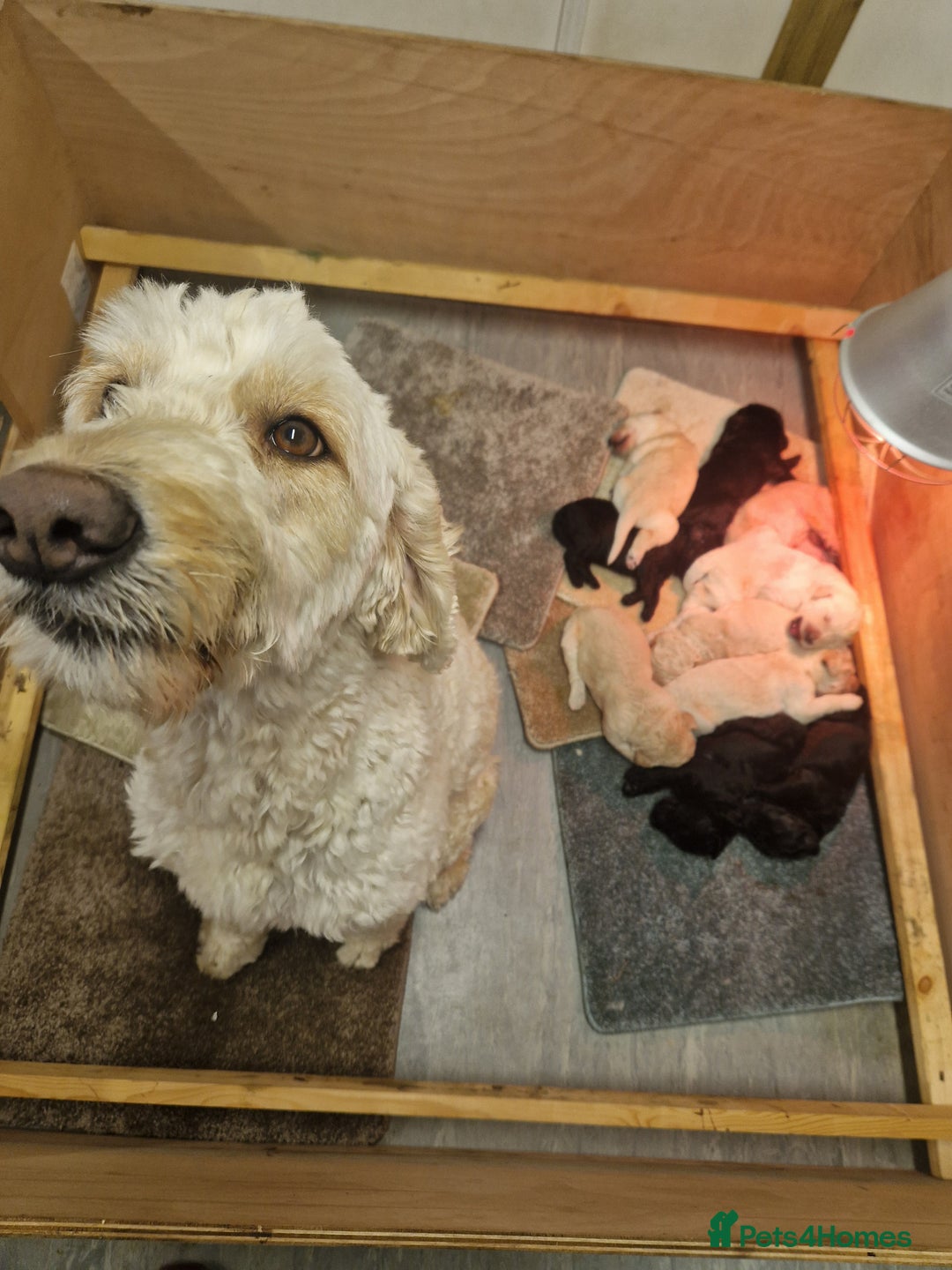 Goldendoodle dogs for sale: Quality goldendoodle puppies  - Image 4
