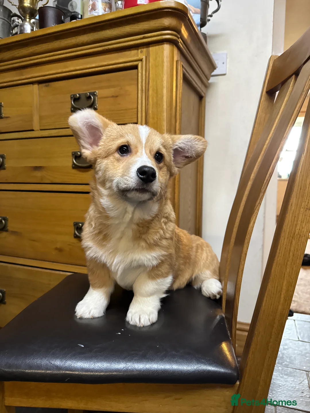 Welsh Corgi Pembroke dogs for sale: Champion bloodlines on both sides, great with kids - Advert 2