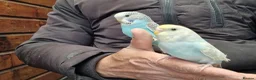 Budgerigars birds for sale: Super silly hand tamed budgies for sale  - Advert 14