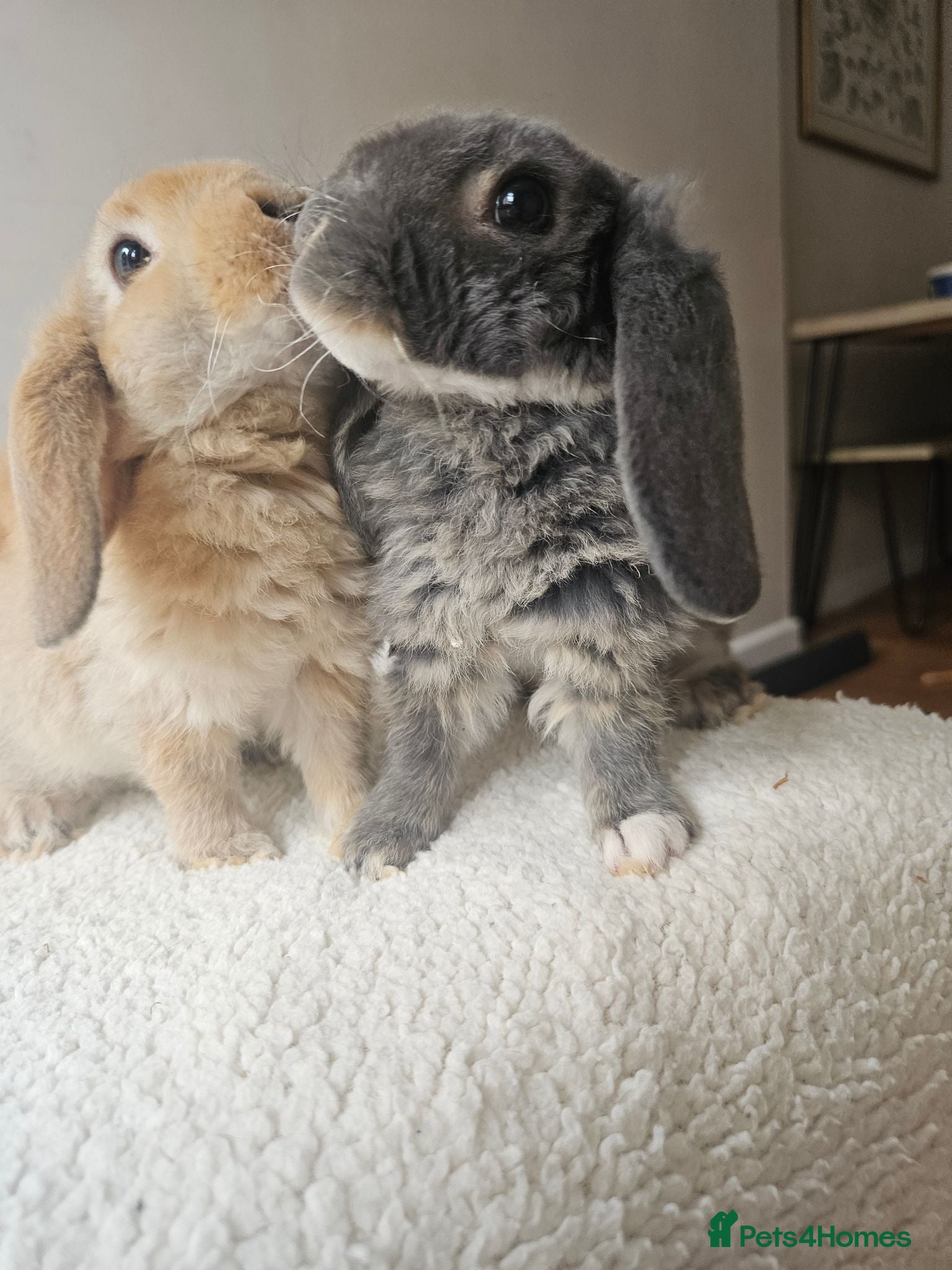 Mini Lop rabbits Purebred Mini Plush Lops Blues & Orange  - Advert 1