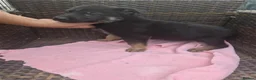 German Shepherd dogs for sale: Beautiful German Shepherd Pups  - Advert 13