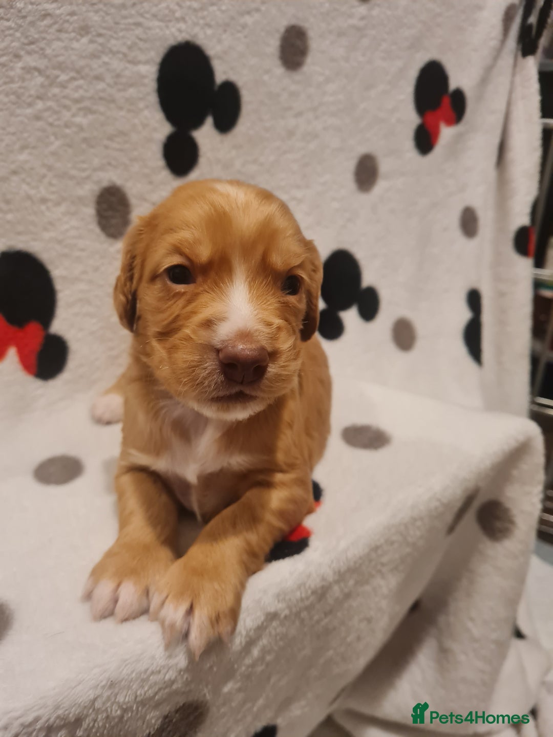 Sprocker dogs for sale: Sprocker Spaniel pups - born 28/08/25 - Image 10