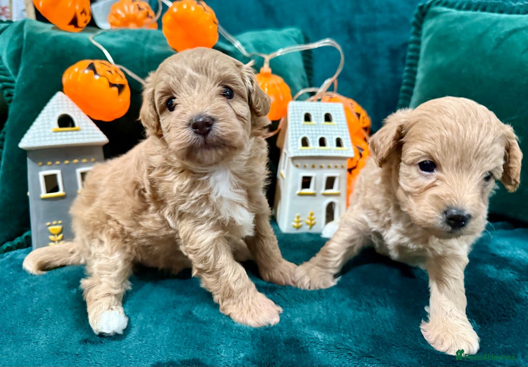 Maltipoo dogs for sale: F1 Beautiful Maltipool Puppies - Advert 27