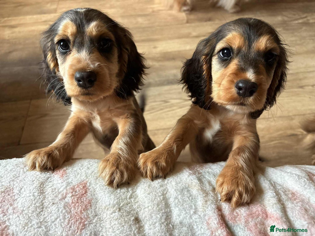 Cocker Spaniel dogs for sale: Show type Cocker Spaniel Puppies - Image 15