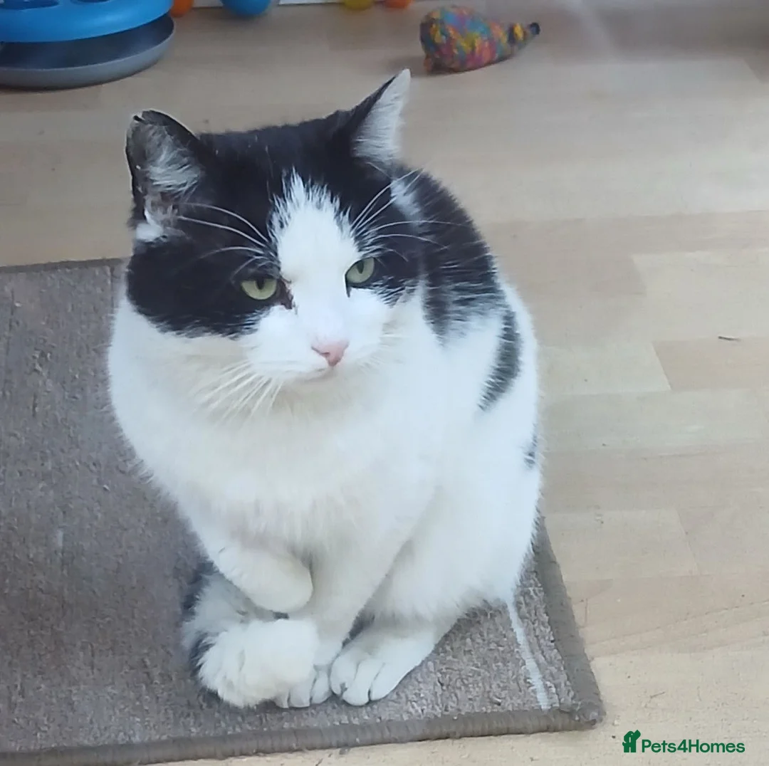 Mixed Breed cats for adoption: EDWIN - Advert 5