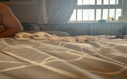 Chihuahua dogs for sale: Double chocolate platinum baby’s  - Image 25