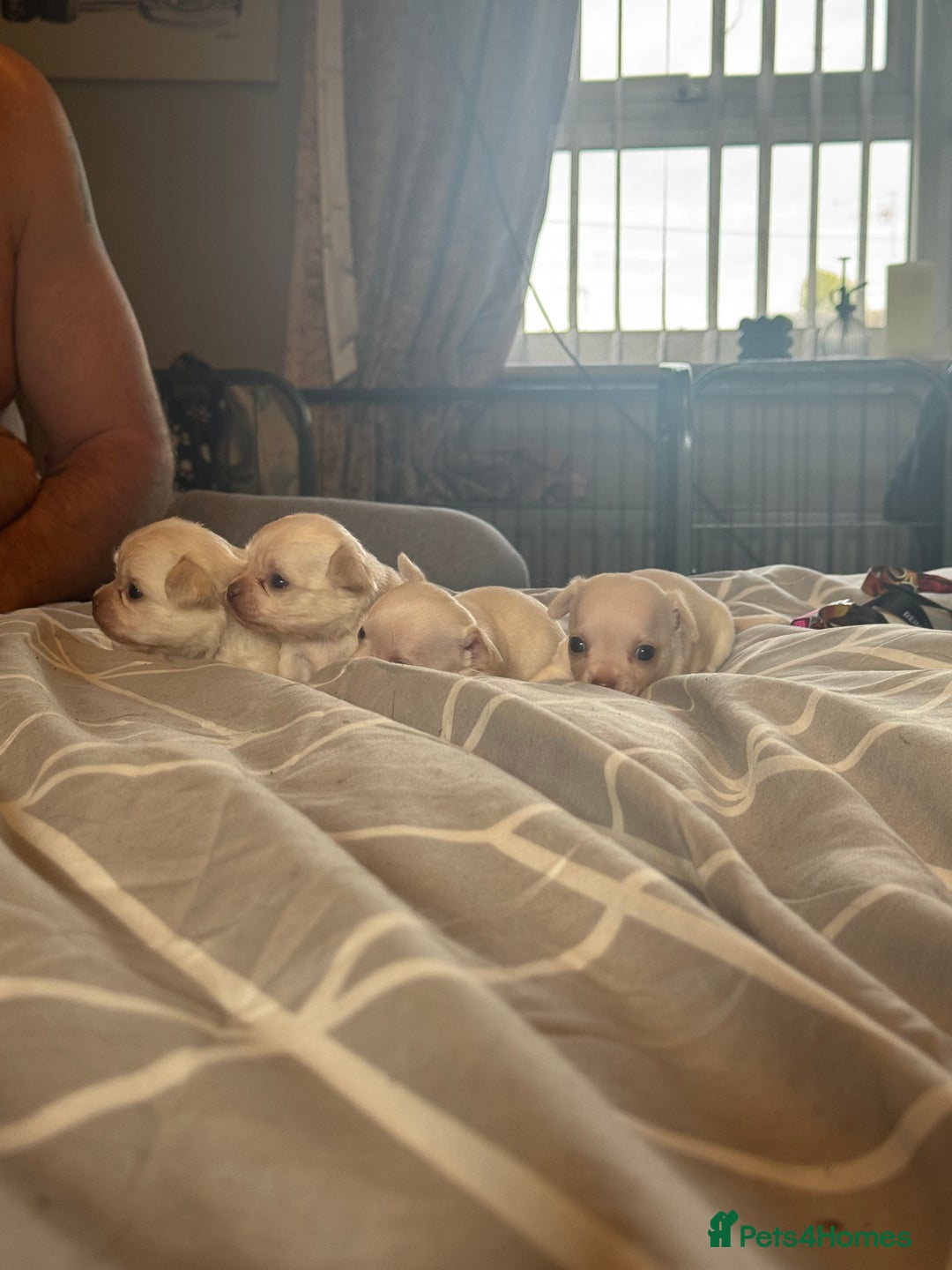 Chihuahua dogs for sale: Double chocolate platinum baby’s  - Image 25