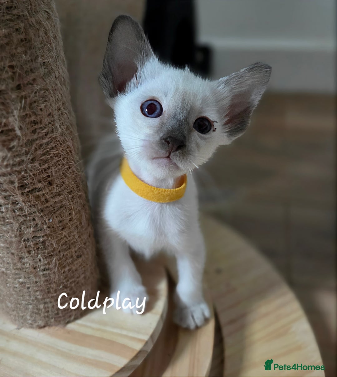 Balinese cats for sale: 8 supersoft purebred GCCF reg Balinese variants - Image 17