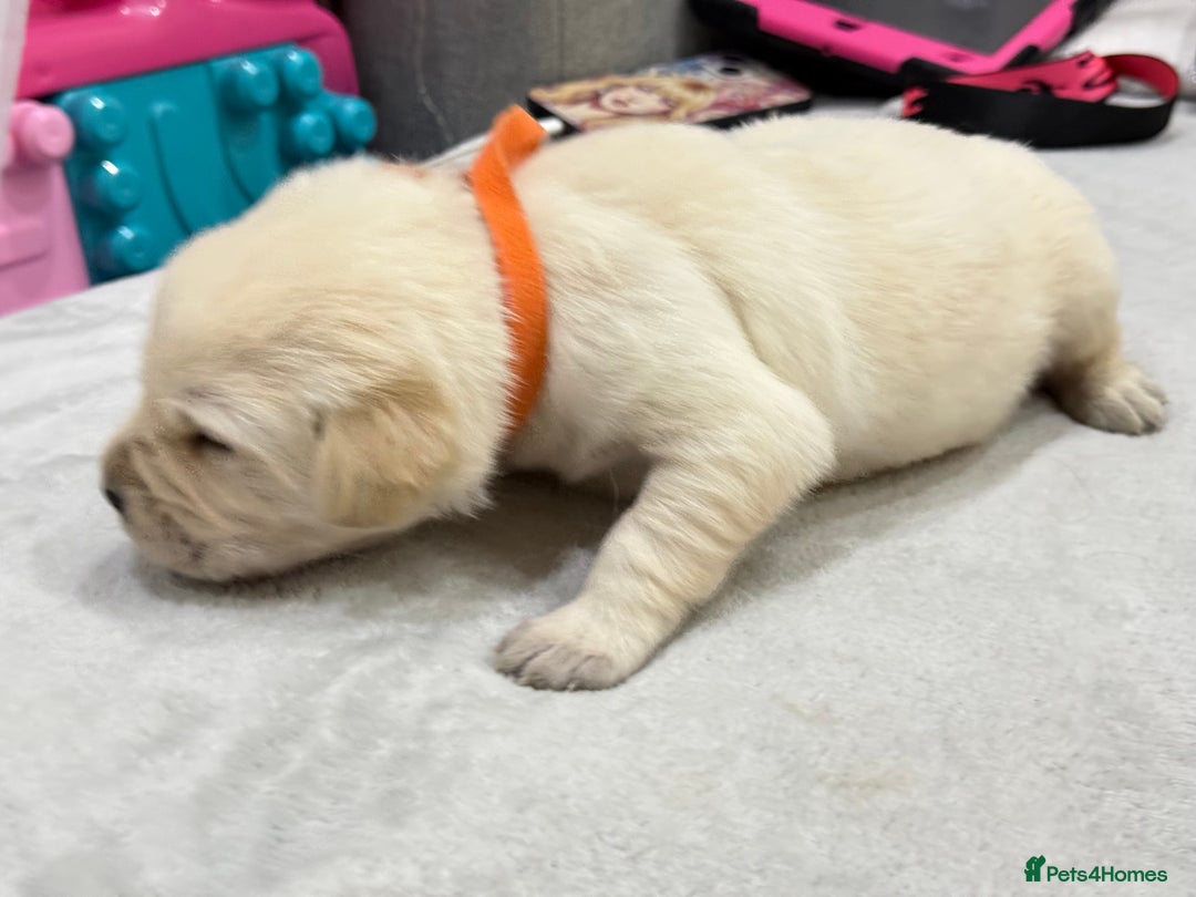 Golden Retriever dogs for sale: 6 golden retriever puppies for sale - Advert 7