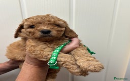 Cavapoo dogs for sale: ❤️ F1B CAVAPOOS 5* health checked ❤️ - Image 8