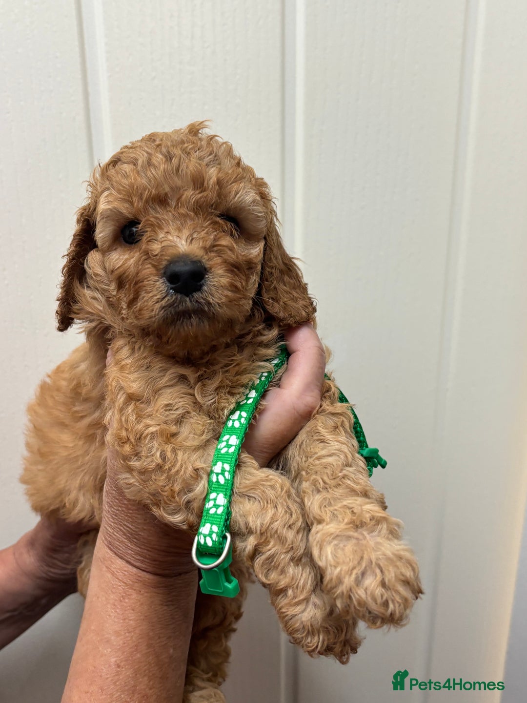 Cavapoo dogs for sale: ❤️ F1B CAVAPOOS 5* health checked ❤️ - Image 8