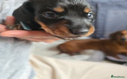 Miniature Dachshund dogs for sale: Miniature Dachshunds Seeking Forever Homes - Image 38