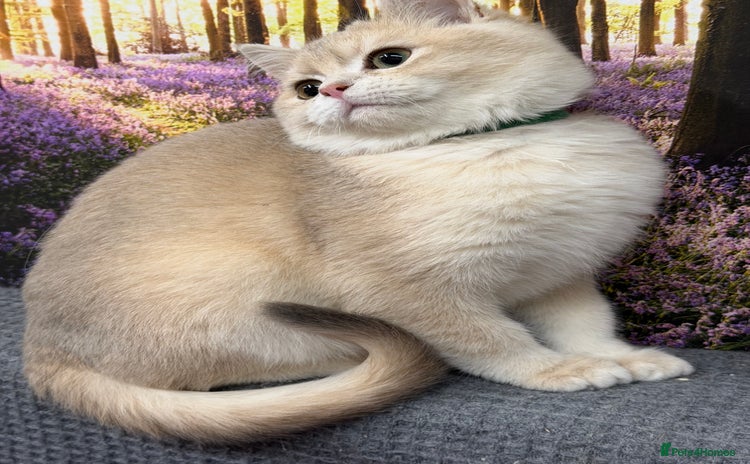 British Shorthair cats British shorthair golden TICA - Advert 4