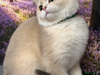 British Shorthair cats British shorthair golden TICA - Advert 10