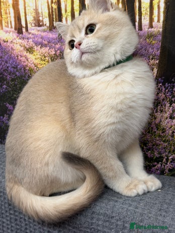 British Shorthair cats British shorthair golden TICA - Advert 1