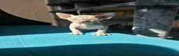 Egyptian Mau cats for sale: Maria kinova - Advert 3