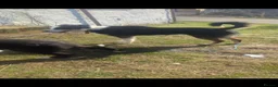 Border Collie dogs for sale: Cole  - Advert 2