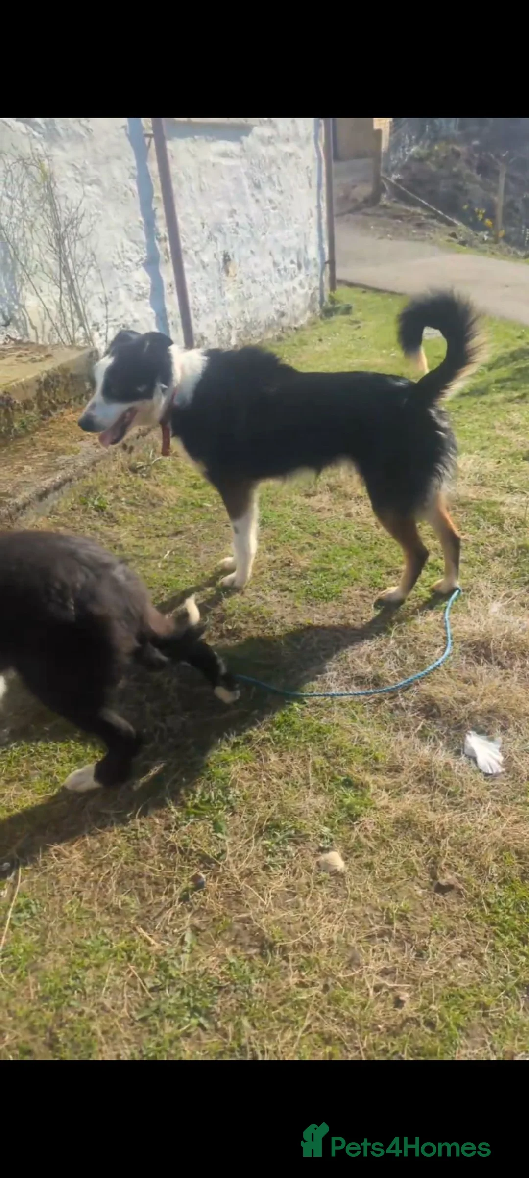 Border Collie dogs for sale: Cole  - Advert 2