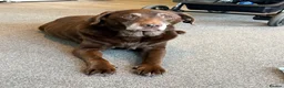 Labrador Retriever dogs for sale: Beautiful female chocolate 12 year old Labrador  - Advert 2