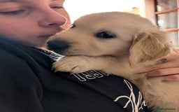Golden Retriever dogs for sale:  KC Registered Golden Retriever Puppies.  - Image 24