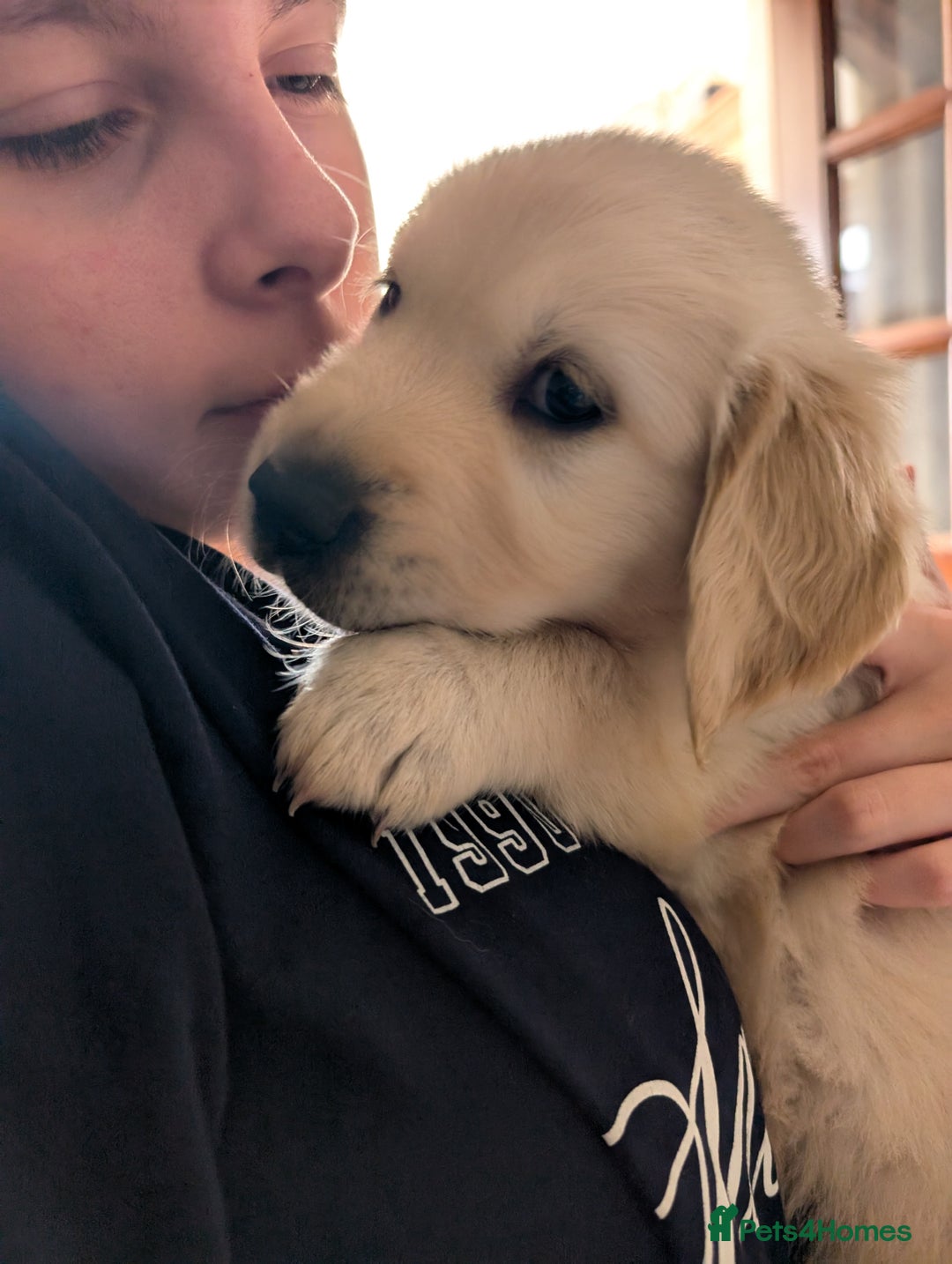 Golden Retriever dogs for sale:  KC Registered Golden Retriever Puppies.  - Image 24