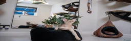 Abyssinian cats for sale: Super Cuddling Boy Champion Line 🏆 Silver Black - Advert 29