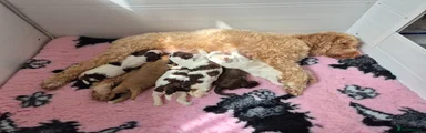 Australian Labradoodle Puppy 5