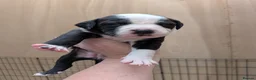 Mixed Breed dogs for sale: Borador bully puppies x3 girl viewings now  - Advert 27