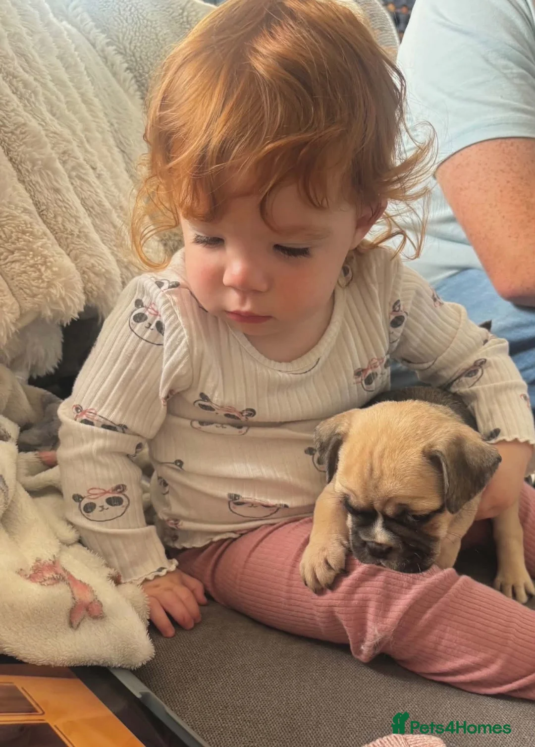 Mixed Breed dogs for sale: British bulldog cross pug puppies only two left  - Advert 6
