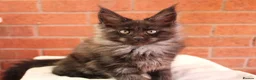 Maine Coon cats for sale: 🐾 WildPawzuk TICA Registered Maine Coon Kittens🐾 - Advert 21