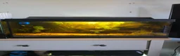 Other/Mixed Breed fish for sale: Dart frogs,puffer fish,minnos,newts,crab, scorpion in Burntwood - Advert 9