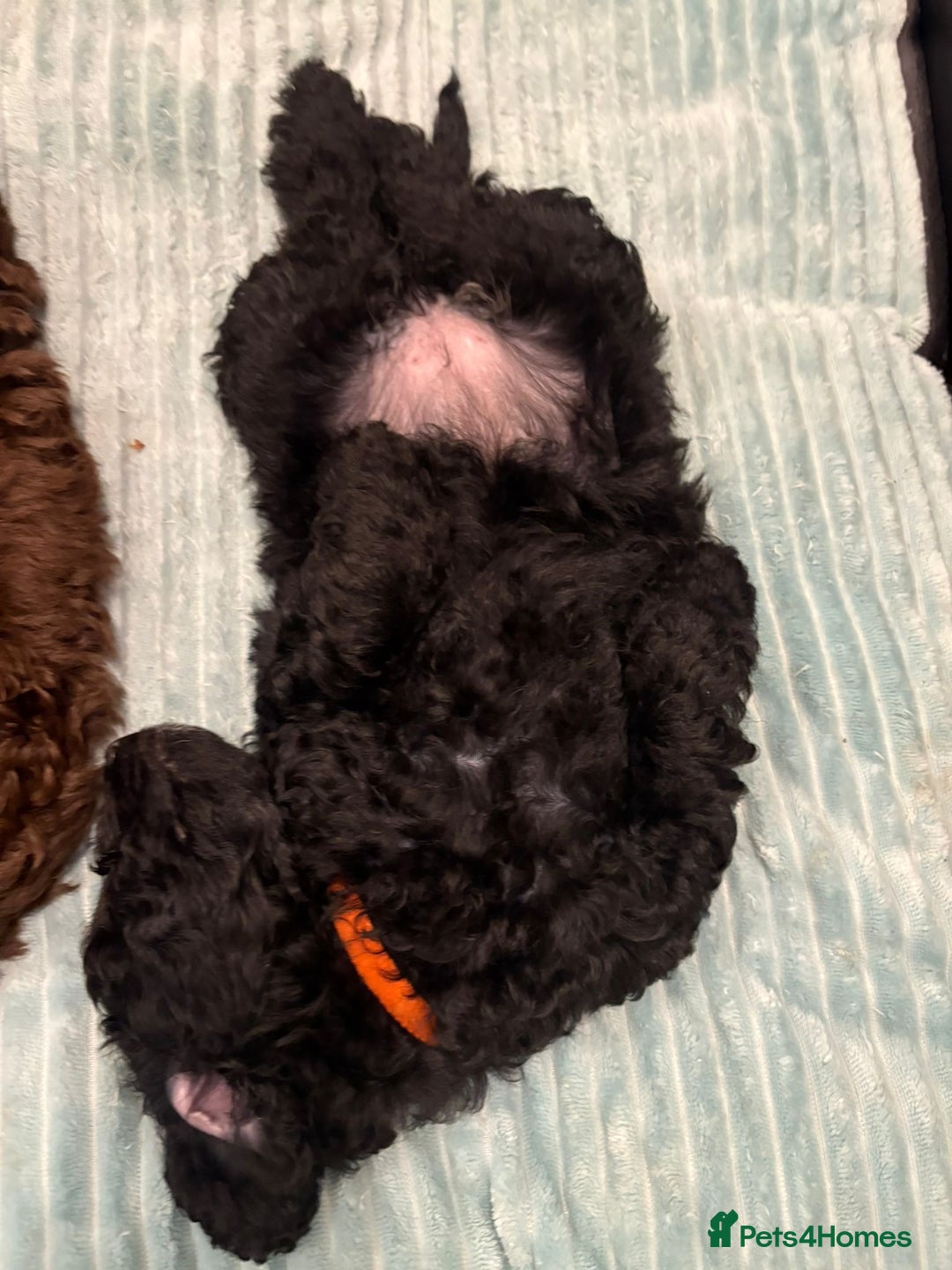 Cockapoo dogs for sale: Beautiful Cockerpoo F2b Puppies - Advert 6
