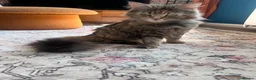 Maine Coon cats for sale: Main Coon Cross kittens in Halesworth - Advert 5