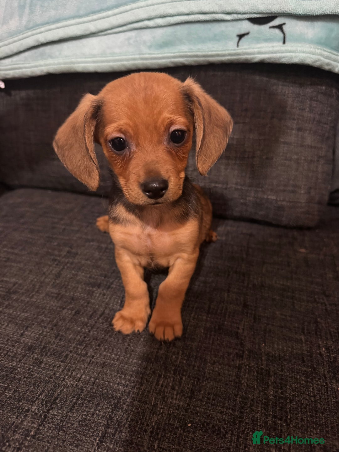 Dachshund dogs for sale: 5 beautiful dachshund 1 girl 4 boys - Advert 34