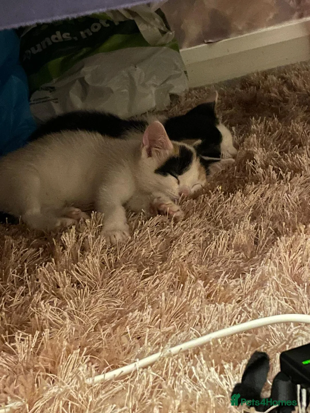 Mixed Breed cats for sale: Cute kitten for rehoming - Advert 1