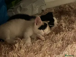 Mixed Breed cats Cute kitten for rehoming - Advert 2