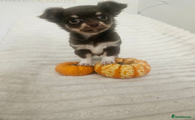 Chihuahua dogs - Advert 4