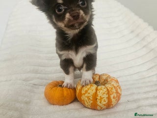 Chihuahua dogs - Advert 8