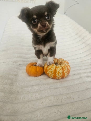 Chihuahua dogs - Advert 4