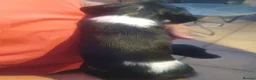 English Springer Spaniel dogs for sale: 🐾 English Springer Spaniel Puppies – £1,000 🐾 - Advert 2