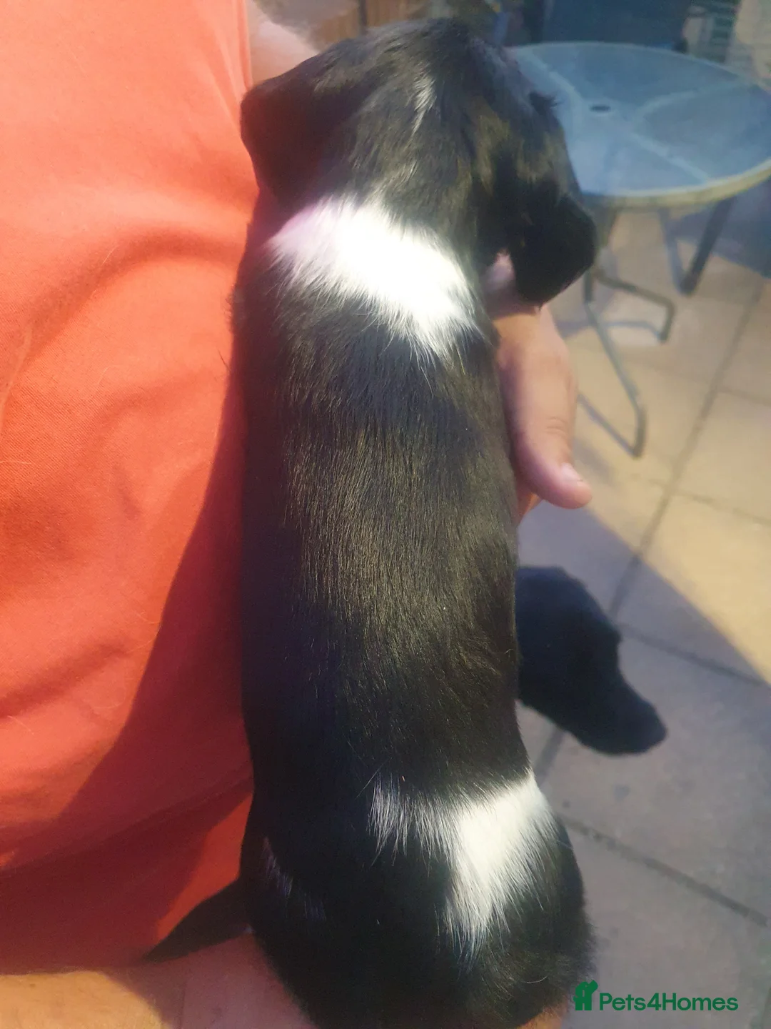 English Springer Spaniel dogs for sale: 🐾 English Springer Spaniel Puppies – £1,000 🐾 - Advert 2