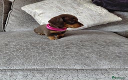 Miniature Dachshund dogs for sale: Ready now beautiful miniature dachshund pups - Image 36
