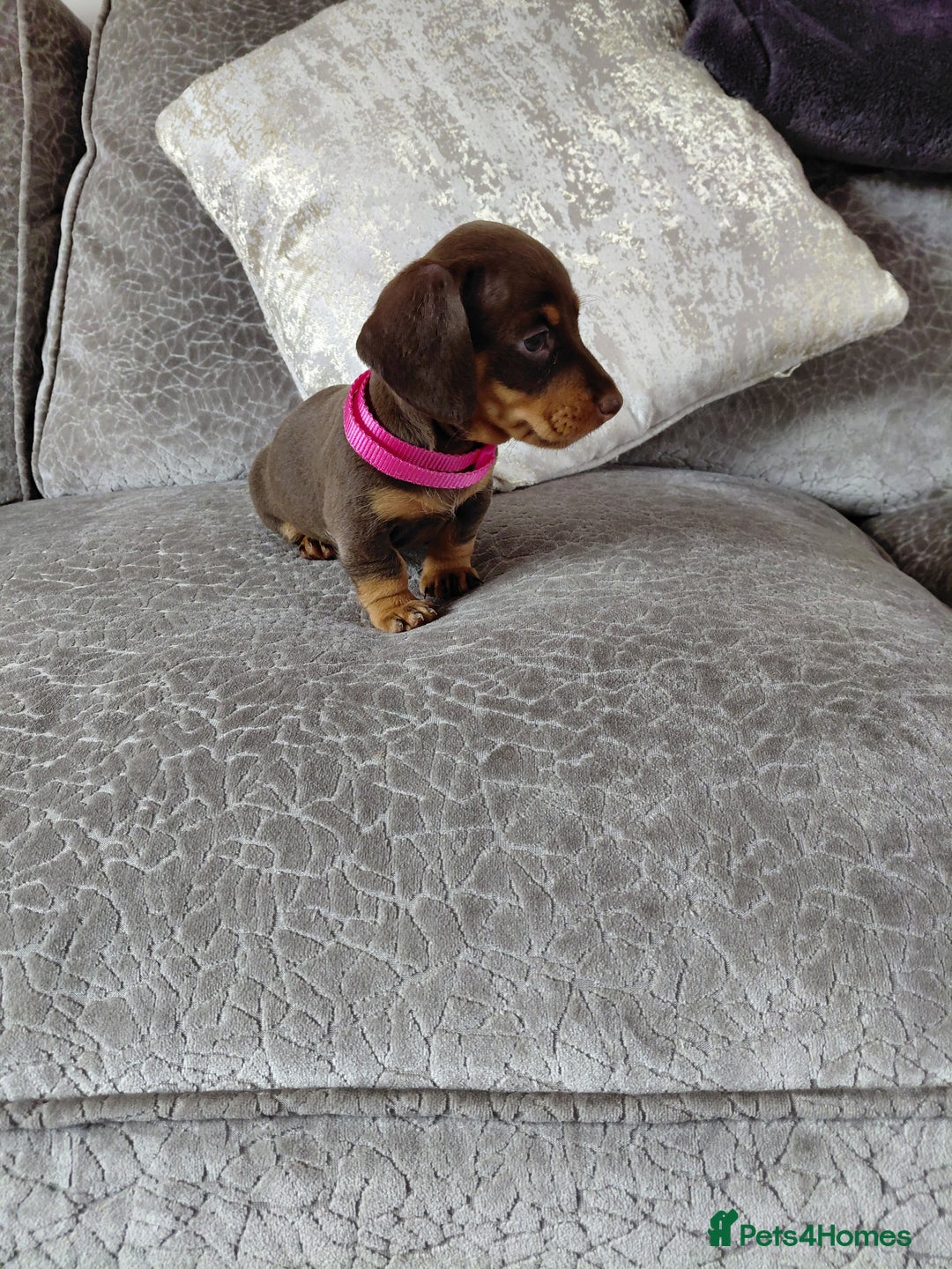 Miniature Dachshund dogs for sale: Ready now beautiful miniature dachshund pups - Image 36