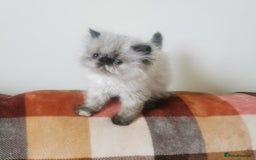 Persian cats for sale: Pedigree exotic long haired  kittens - Image 4