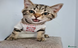 Scottish Fold cats for sale: Urgent sale of Scottish Fold kitten in London - Image 11