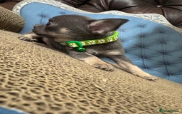 Chihuahua dogs for sale: Lilac tricolour chihuahua puppies - Image 18