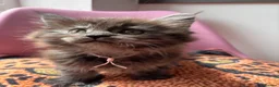 Maine Coon cats for sale: 🖤Stunning Black Smoke Maine Coon Girls - Advert 4