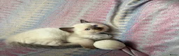 Ragdoll cats for sale: Ragdoll kittens looking for their forever home 💗 - Advert 9
