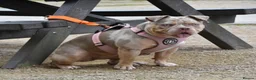 American Bully dogs for sale: American bully - Advert 6