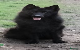 German Shepherd dogs for sale: Fabulous chunky German shepherd puppies - Image 2